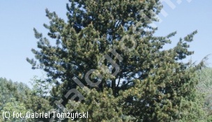 sosna bośniacka - Pinus heldreichii 