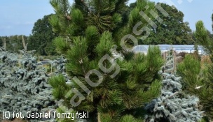 sosna bośniacka - Pinus heldreichii 