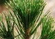 sosna bośniacka 'Aureospicata' - Pinus heldreichii 'Aureospicata' 