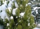 sosna bośniacka 'Compact Gem' - Pinus heldreichii 'Compact Gem' 