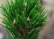 sosna bośniacka 'Dolce Dorme' - Pinus heldreichii 'Dolce Dorme' 