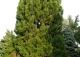 sosna bośniacka 'Horak' - Pinus heldreichii 'Horák' 