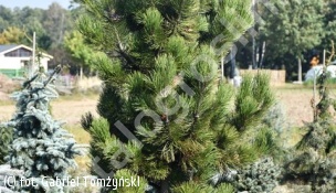 sosna bośniacka 'Horak' - Pinus heldreichii 'Horák' 