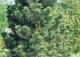 sosna bośniacka 'Malinki' - Pinus heldreichii 'Malinki' 