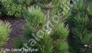 sosna bośniacka 'Malinki' - Pinus heldreichii 'Malinki' 