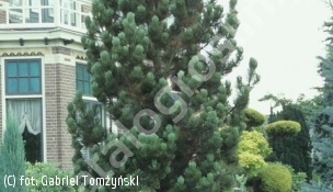 sosna bośniacka 'Satellit' - Pinus heldreichii 'Satellit' 