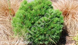 sosna bośniacka 'Smidtii' - Pinus heldreichii 'Smidtii' 