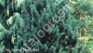 sosna koreańska - Pinus koraiensis 
