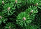 sosna kosodrzewina 'Benjamin' - Pinus mugo 'Benjamin' 