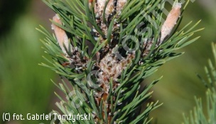 sosna kosodrzewina 'Brevifolia' - Pinus mugo 'Brevifolia' 