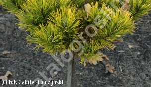 sosna kosodrzewina 'Carsten' - Pinus mugo 'Carsten' 