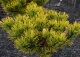 sosna kosodrzewina 'Carsten' - Pinus mugo 'Carsten' 