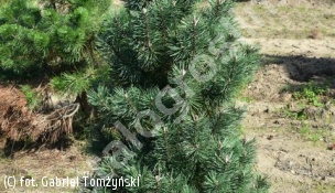 sosna kosodrzewina 'Columbo' - Pinus mugo 'Columbo' 