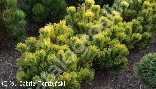 sosna kosodrzewina 'Dezember Gold' - Pinus mugo 'Dezember Gold' 