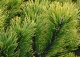 sosna kosodrzewina 'Dezember Gold' - Pinus mugo 'Dezember Gold' 