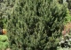sosna kosodrzewina 'Gnom' - Pinus mugo 'Gnom' 