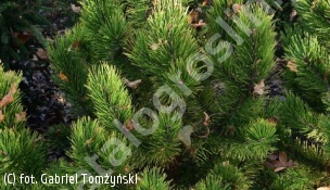 sosna kosodrzewina 'Golden Glow' - Pinus mugo 'Golden Glow' 