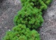 sosna kosodrzewina 'Grüne Welle' - Pinus mugo 'Grüne Welle' 