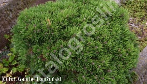sosna kosodrzewina 'Grüne Welle' - Pinus mugo 'Grüne Welle' 