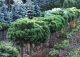sosna kosodrzewina 'Hnízdo' - Pinus mugo 'Hnízdo' 