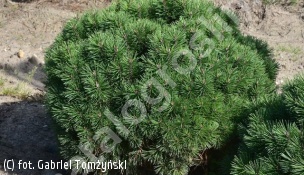 sosna kosodrzewina 'Hnízdo' - Pinus mugo 'Hnízdo' 