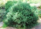 sosna kosodrzewina 'Humpy' - Pinus mugo 'Humpy' 