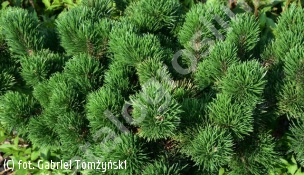 sosna kosodrzewina 'Jakobsen' - Pinus mugo 'Jakobsen' 