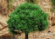 sosna kosodrzewina 'Ježek' - Pinus mugo 'Ježek' 