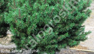 sosna kosodrzewina 'Kissen' - Pinus mugo 'Kissen' 