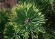 sosna kosodrzewina 'Kokarde' - Pinus mugo 'Kokarde' 