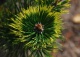 sosna kosodrzewina 'Kokarde' - Pinus mugo 'Kokarde' 