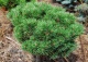 sosna kosodrzewina 'Kostelniček' - Pinus mugo 'Kostelniček' 