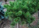 sosna kosodrzewina 'Krauskopf' - Pinus mugo 'Krauskopf' 