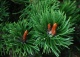 sosna kosodrzewina 'Krauskopf' - Pinus mugo 'Krauskopf' 