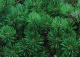 sosna kosodrzewina 'Litomyšl' - Pinus mugo 'Litomyšl' 