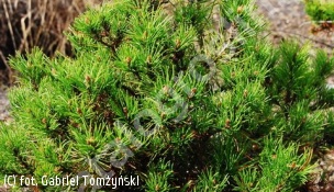 sosna kosodrzewina 'Michal' - Pinus mugo 'Michal' 