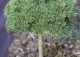 sosna kosodrzewina 'Minikin' - Pinus mugo 'Minikin' 