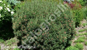 sosna kosodrzewina 'Mops' - Pinus mugo 'Mops' 