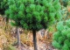 sosna kosodrzewina 'Mops Midget' - Pinus mugo 'Mops Midget' 