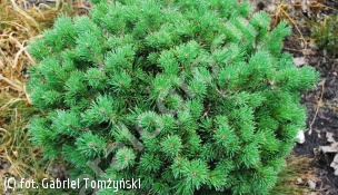 sosna kosodrzewina 'Mops Midget' - Pinus mugo 'Mops Midget' 