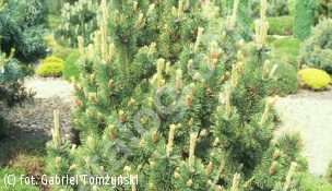 sosna kosodrzewina 'Pal Maleter' - Pinus mugo 'Pal Maleter' 