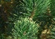 sosna kosodrzewina 'Pal Maleter' - Pinus mugo 'Pal Maleter' 