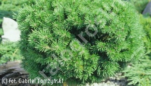 sosna kosodrzewina 'Picobello' - Pinus mugo 'Picobello' 