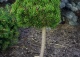sosna kosodrzewina 'Picobello' - Pinus mugo 'Picobello' 