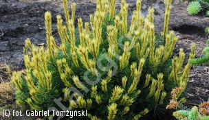 sosna kosodrzewina 'Rositech' - Pinus mugo 'Rositech' 
