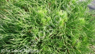 sosna kosodrzewina 'Varella' - Pinus mugo 'Varella' 
