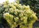sosna kosodrzewina 'Winter Gold' - Pinus mugo 'Winter Gold' 