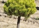 sosna kosodrzewina 'Winter Gold' - Pinus mugo 'Winter Gold' 