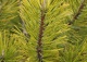 sosna kosodrzewina 'Zundert' - Pinus mugo 'Zundert' 