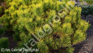 sosna kosodrzewina 'Zundert' - Pinus mugo 'Zundert' 